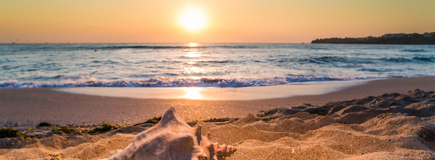 shells and beach