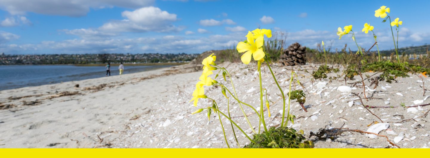 A beach scene with yellow flowers